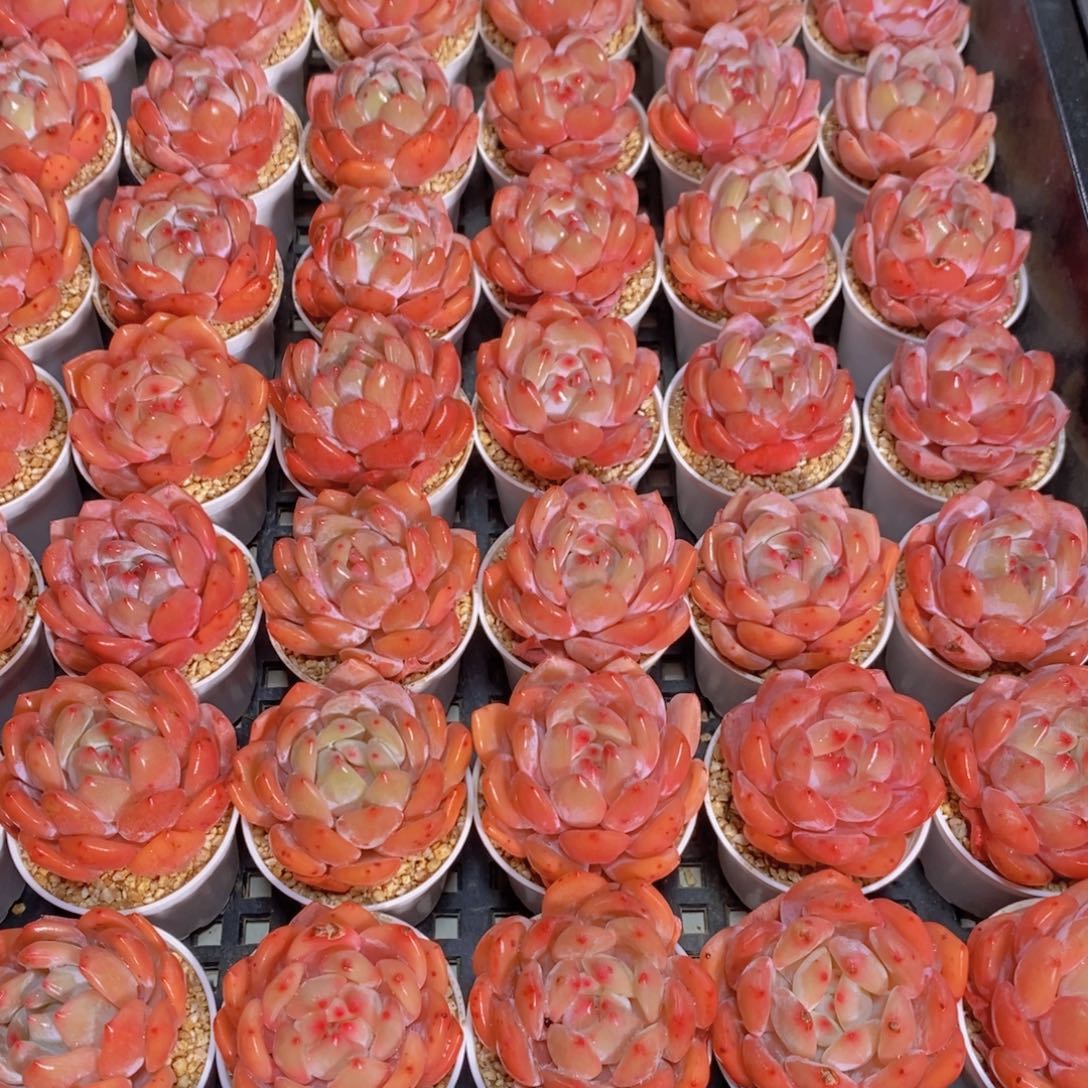 量拍54号 精品奶油果冻仙女橙梦露单头五个