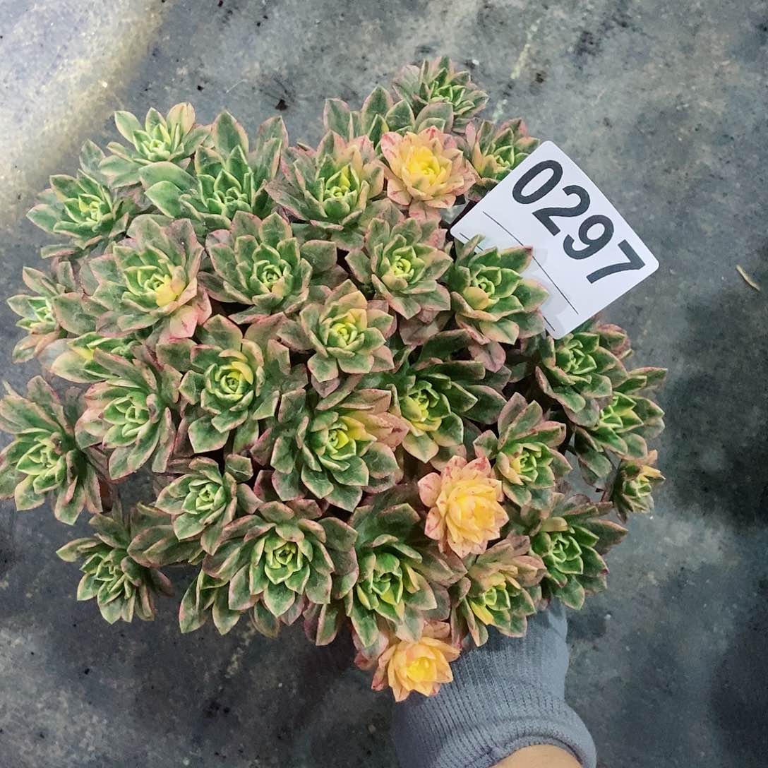 红陶0297甜茶3多肉小颗