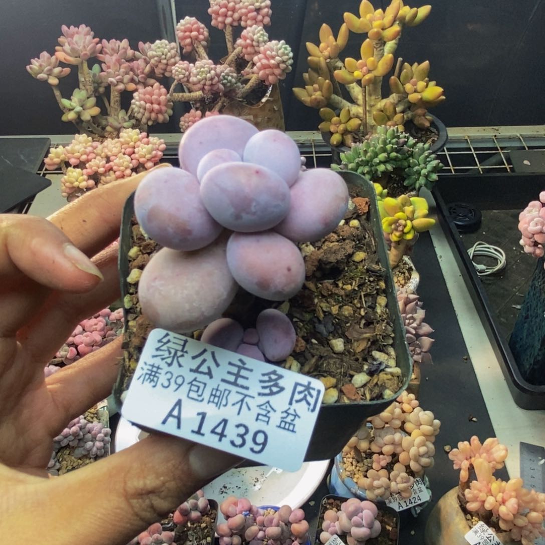 439芭比奶多肉4c m