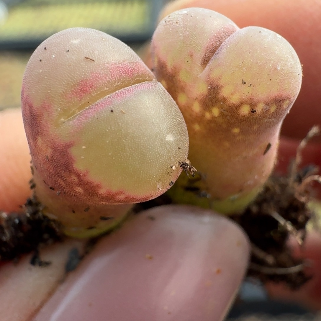 729两颗红网格风000000