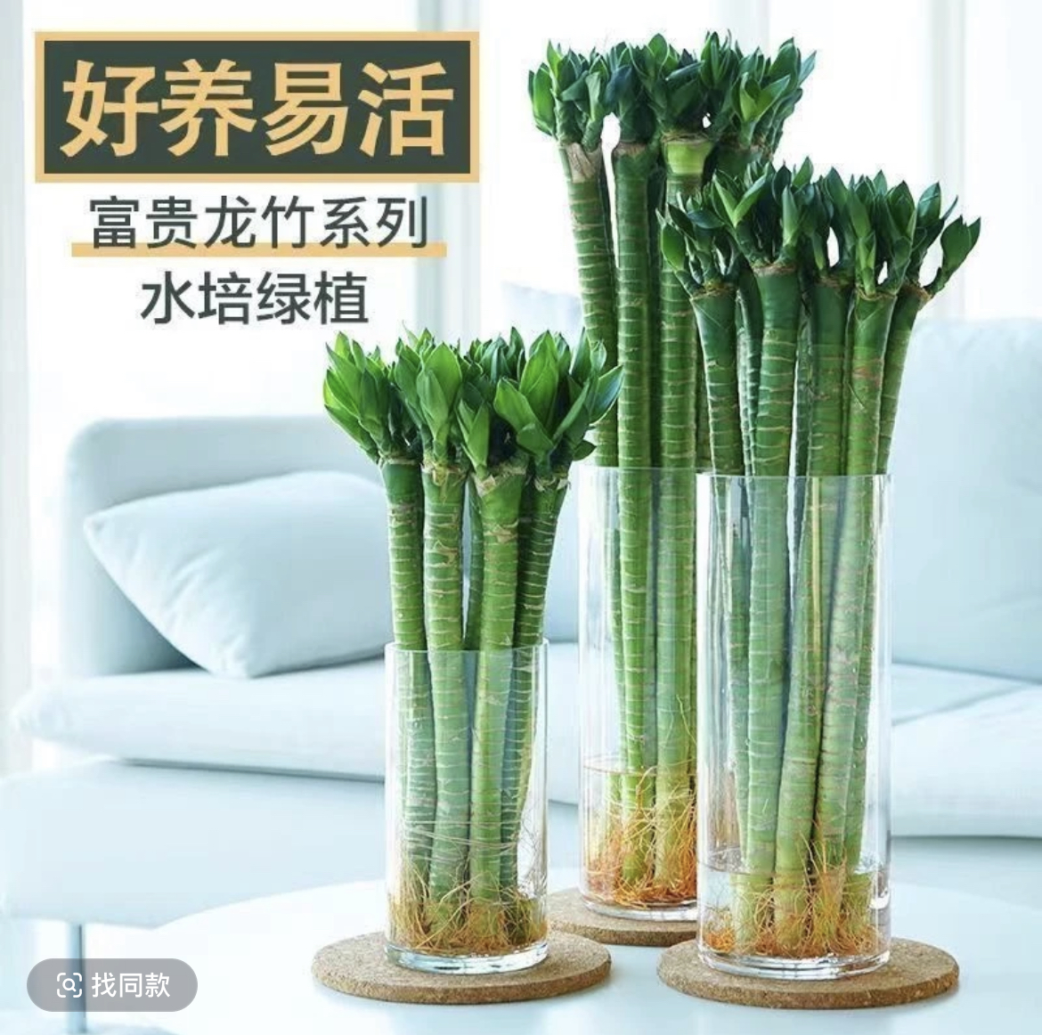 文昌竹龙竹带根水养富贵转运竹节节高水培室内客厅植物