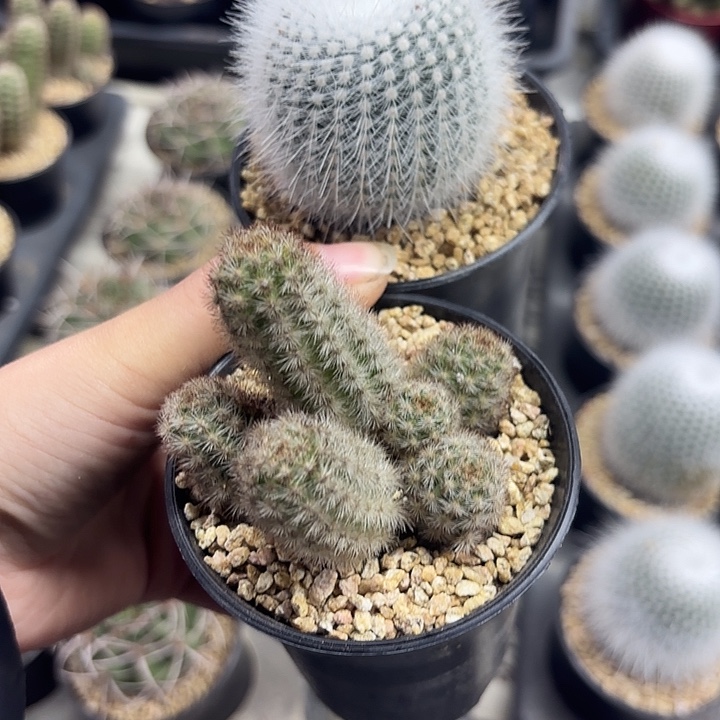 白小丁➕纤巧柱组合