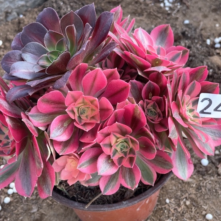 245多肉植物粉女巫