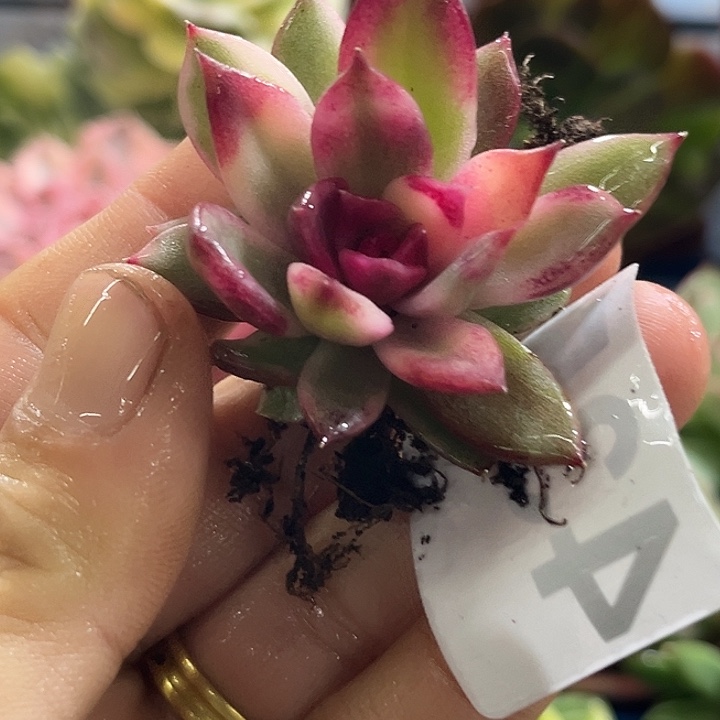 435火焰山锦炸多肉植物