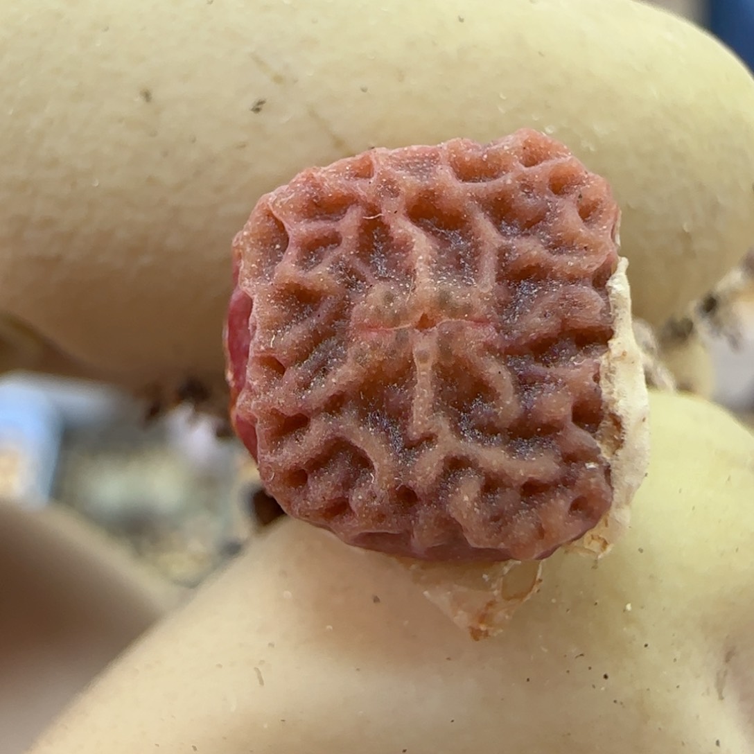 746超级烧麦优选