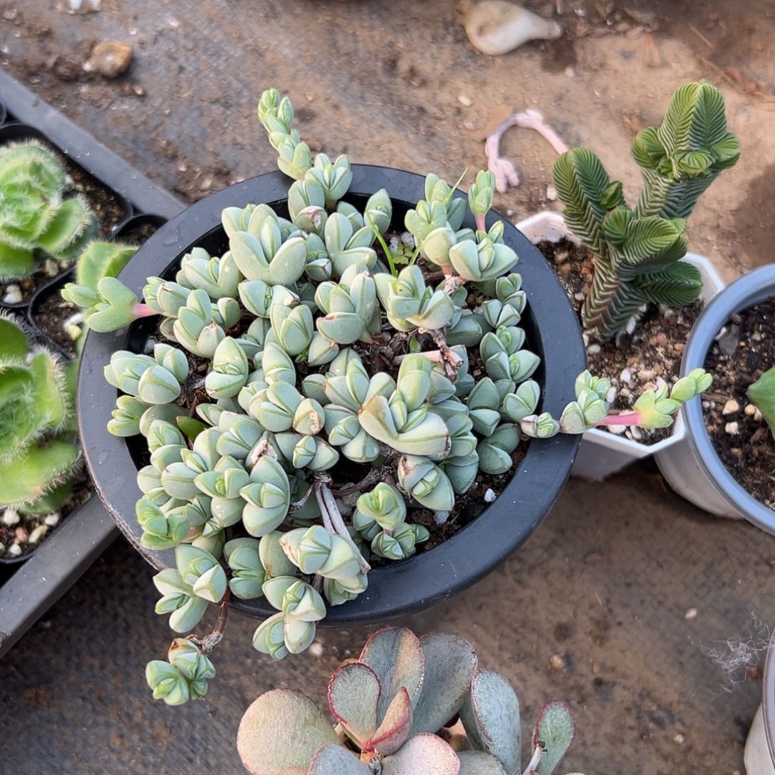 多肉植物碧玉莲带盆