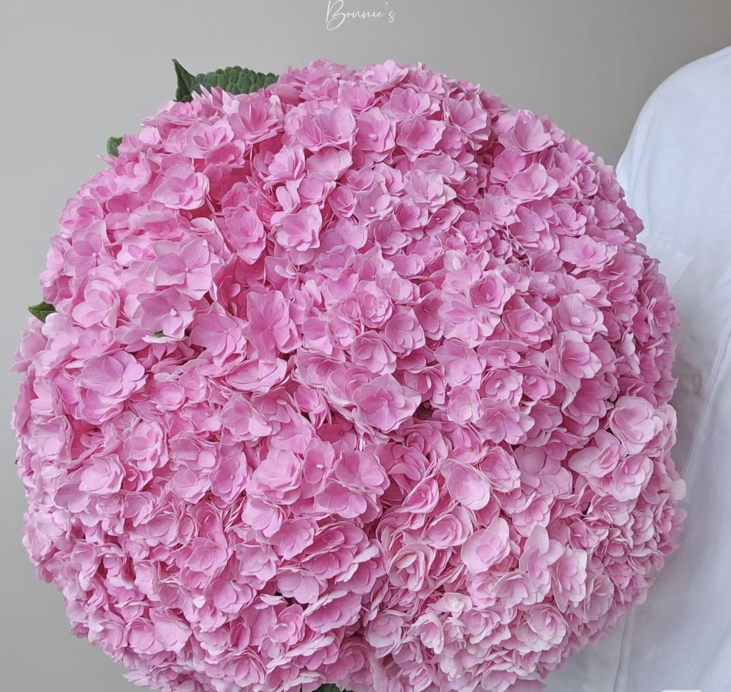 宇辰【太阳神殿绣球花】2加仑盆栽室内外花卉6个头起发 带苞发货