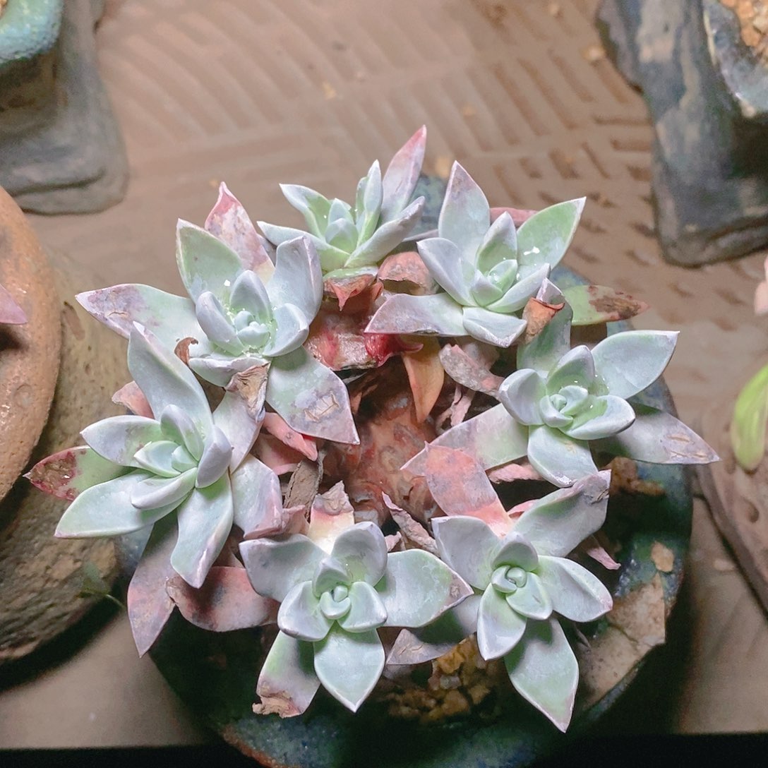 【闪购商品】泡西弗罗拉苹果叶多肉2322