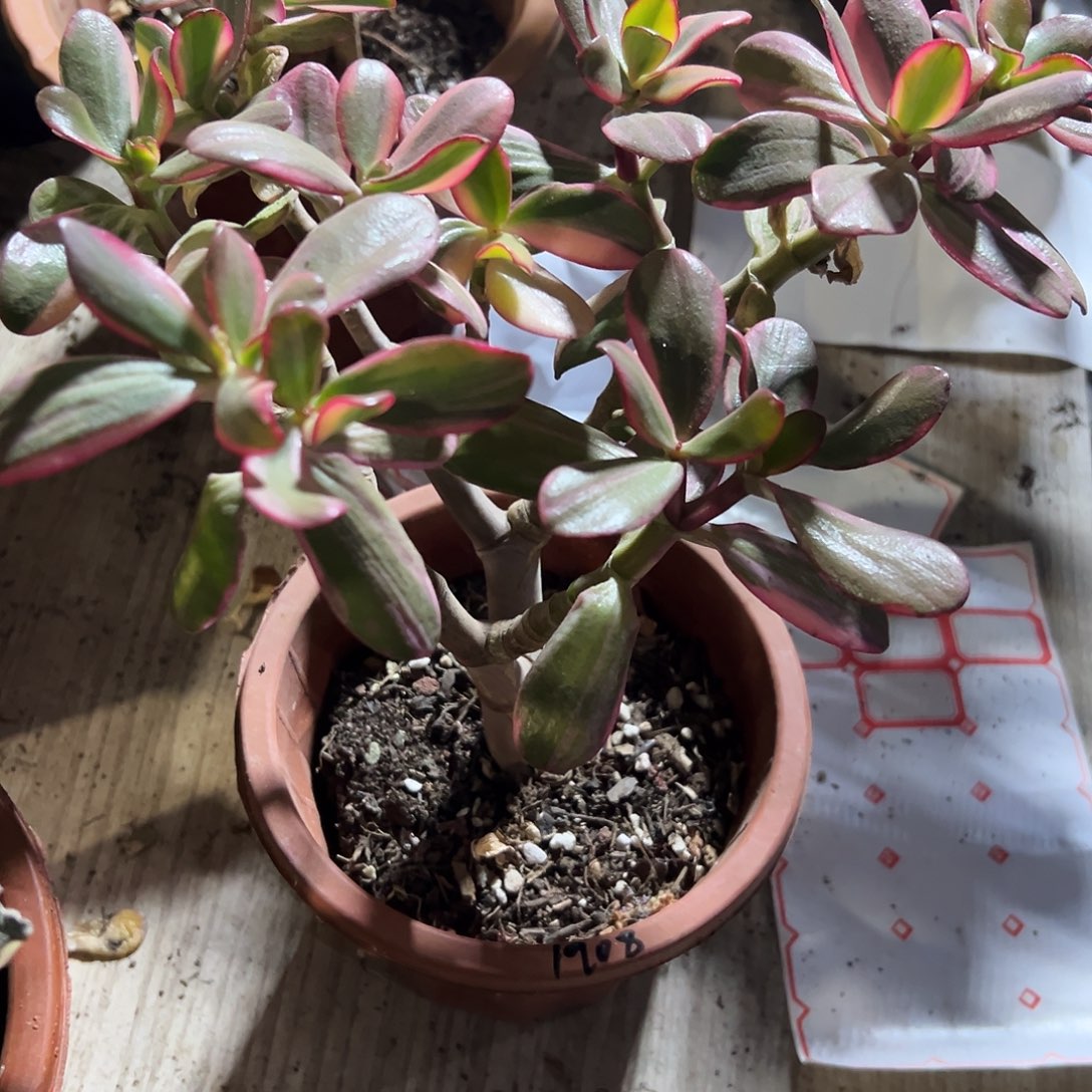 孙***1稀有三色变异锦1908