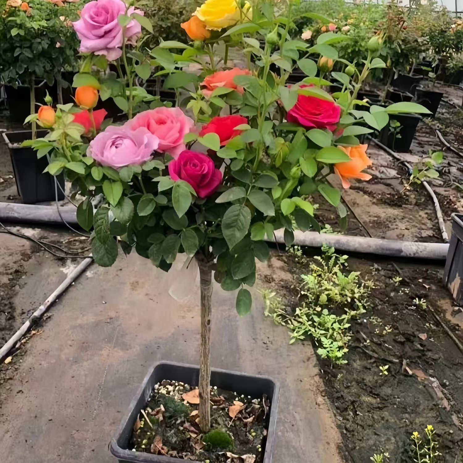 A多色月季棒棒糖盆栽四季开花阳台庭院【带花苞】提高成活率