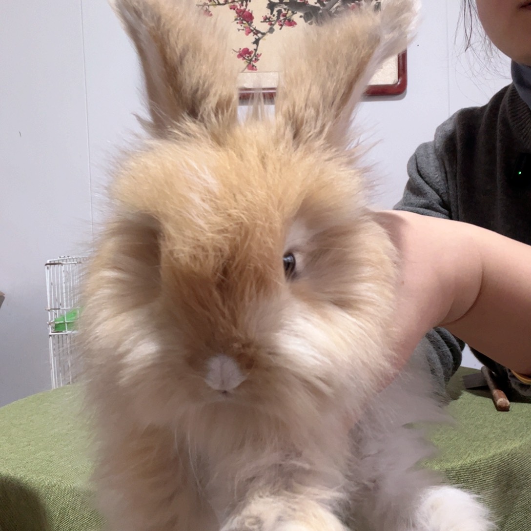英系安哥拉黄色兔子