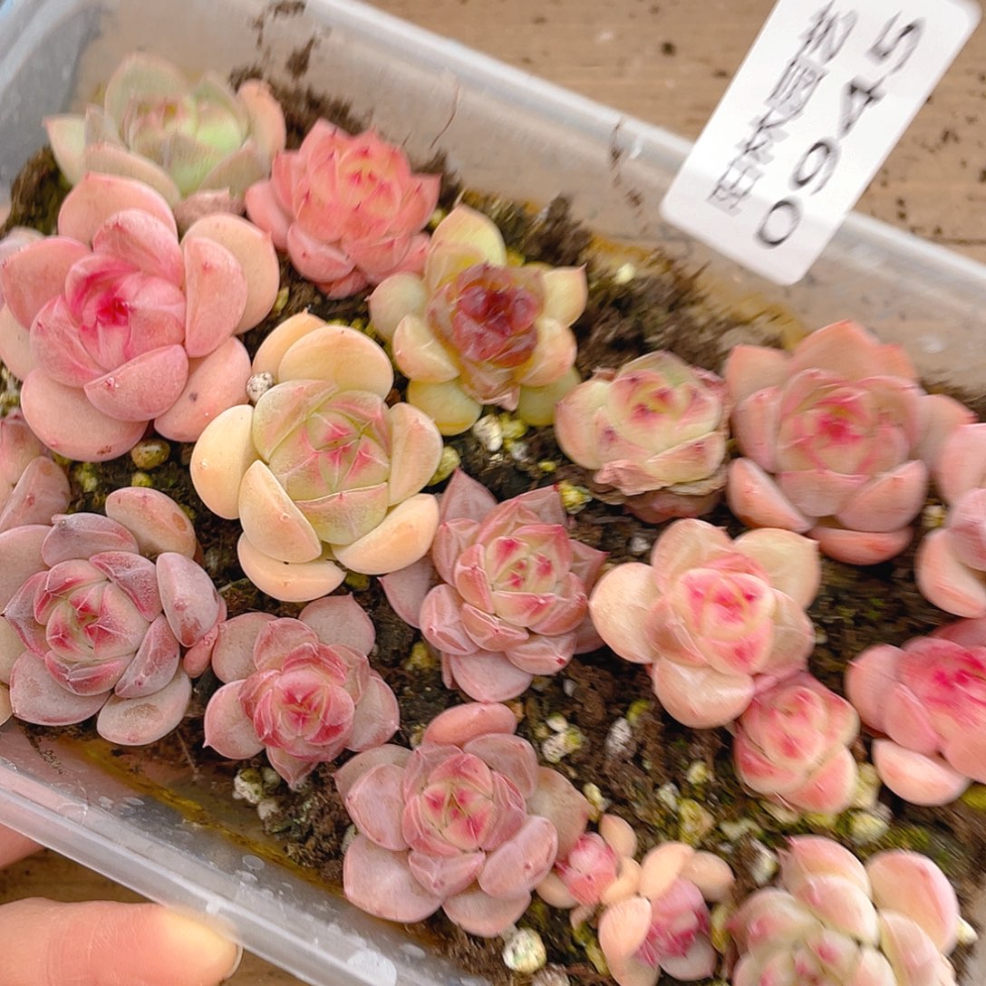 多肉植物多肉植物945