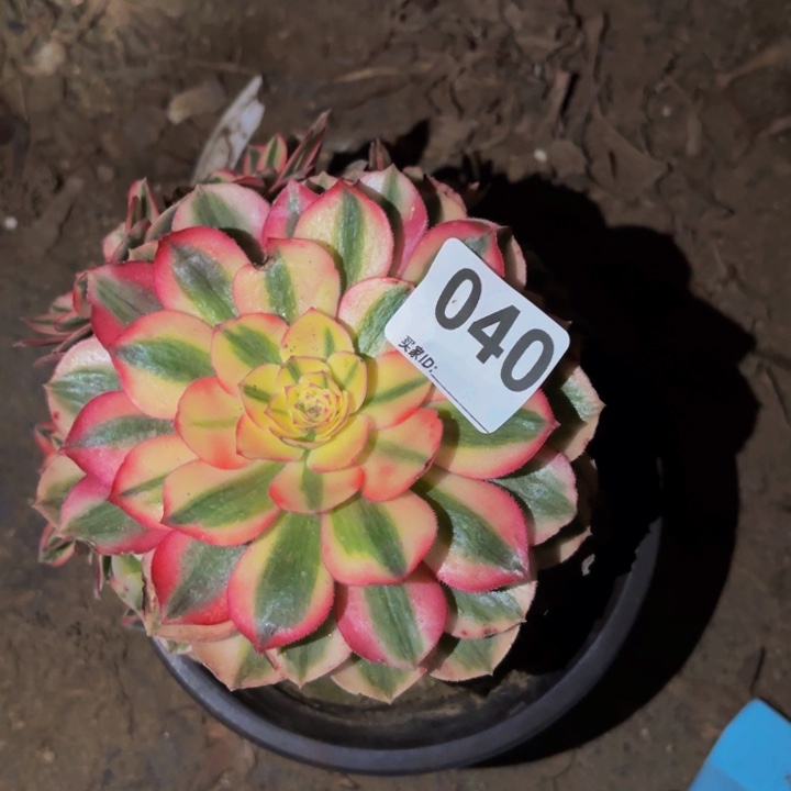040倾城多肉植物不售后