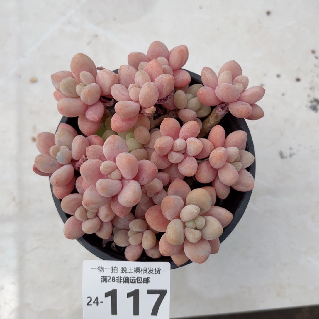 韩系鱼子酱老桩多肉