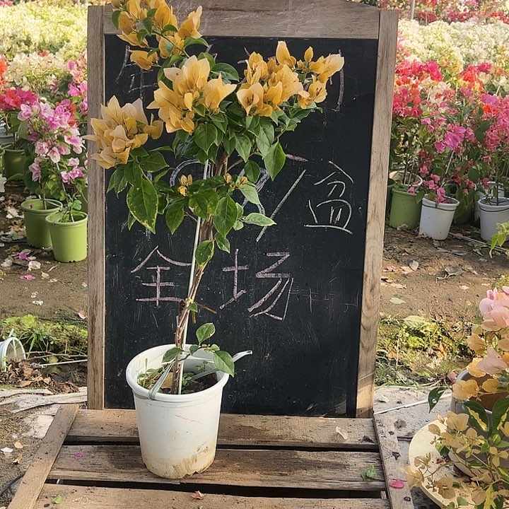 完全开放三角梅苏瓦那