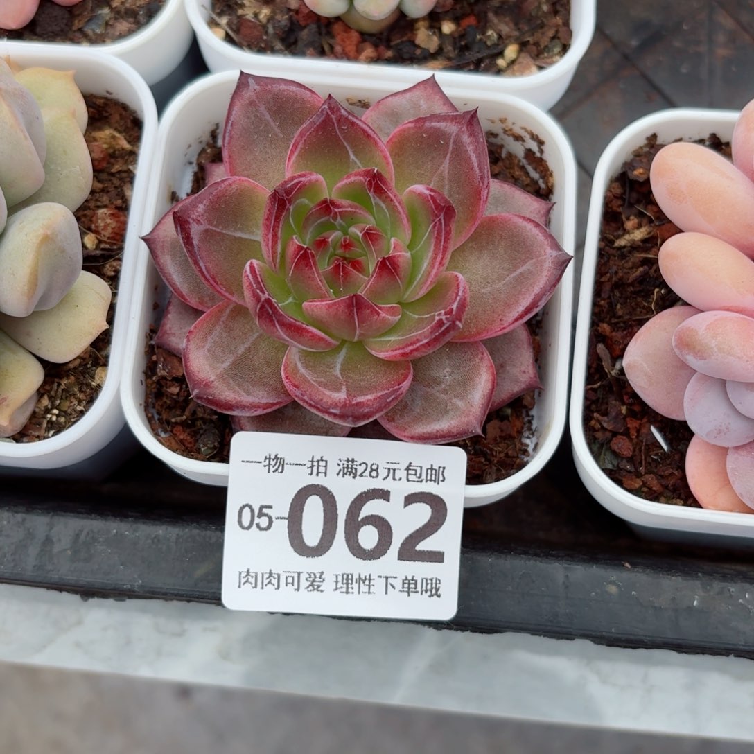 黑武士无盆土发货无盆土无发货