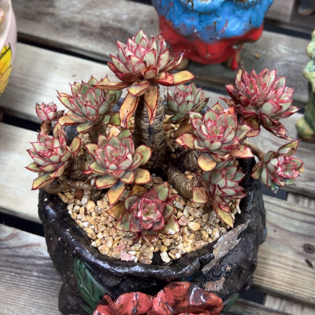 麒麟座58 零零多肉植物