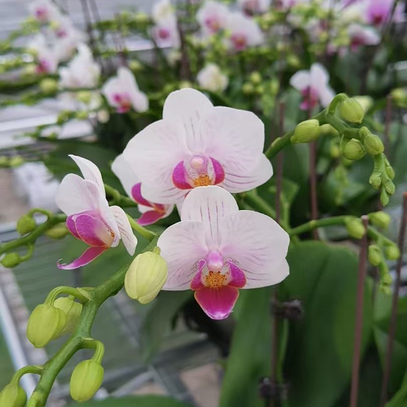 欢然花田蝴蝶兰（小布丁）双剑  叶片瑕疵不售后