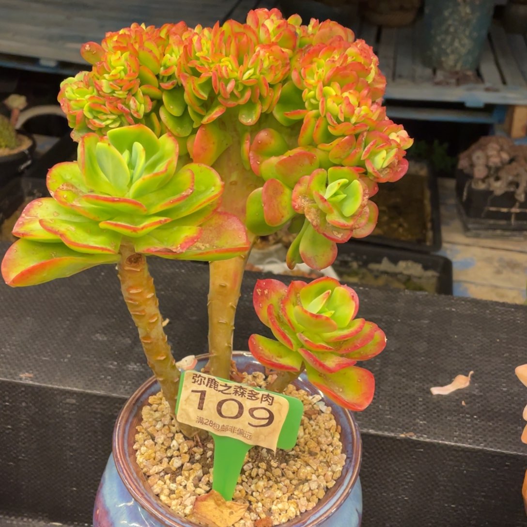 弥鹿之森一物一拍