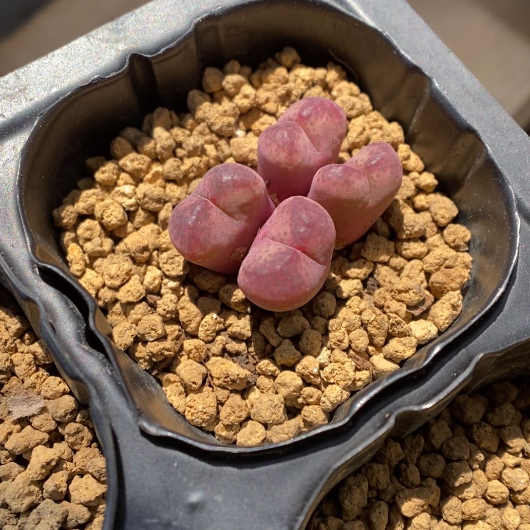 多肉植物肉锥杂交K-2584 福利