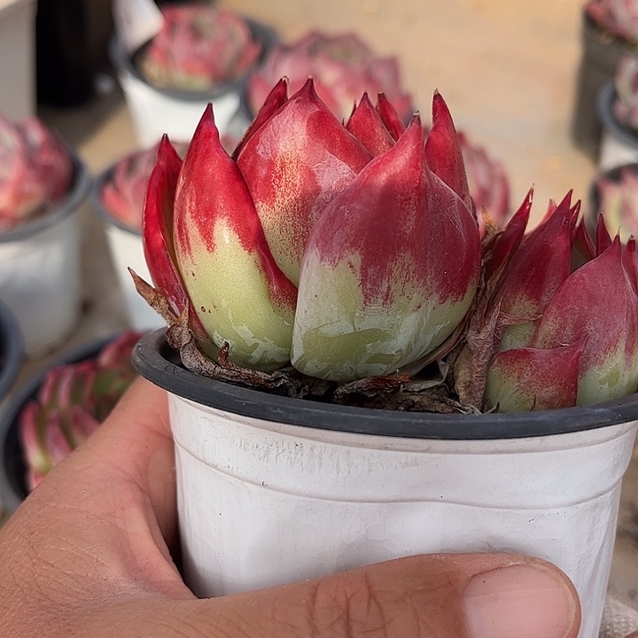 惊鸿仙子多肉植物04