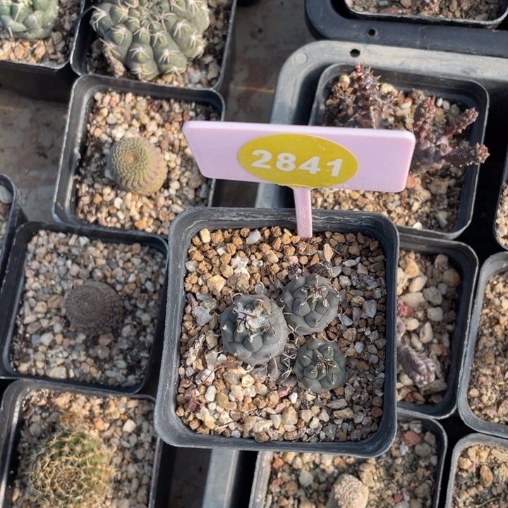 阿****娇丽一棵2841000000