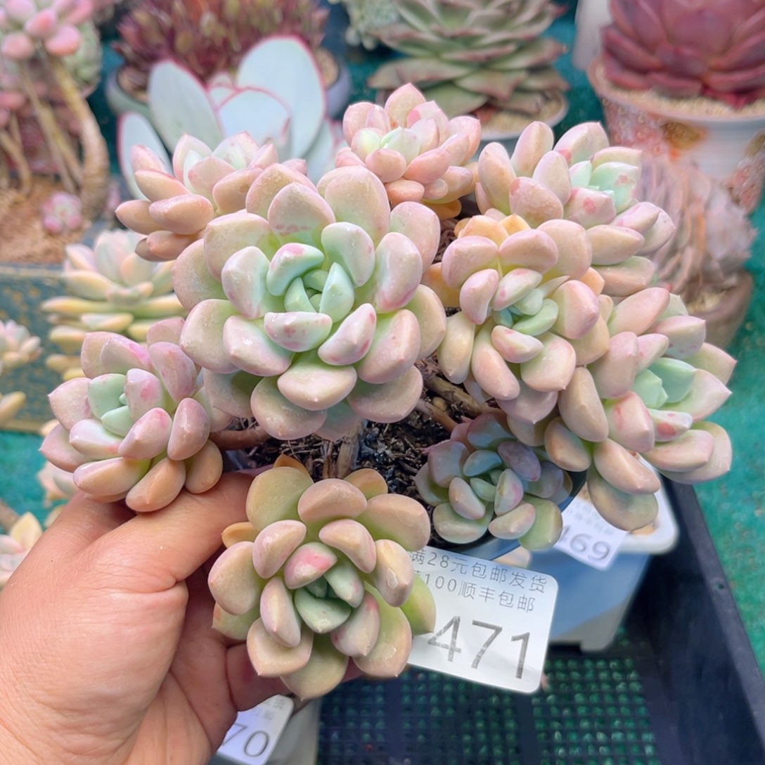 大1471、xvvbbvvbvvg