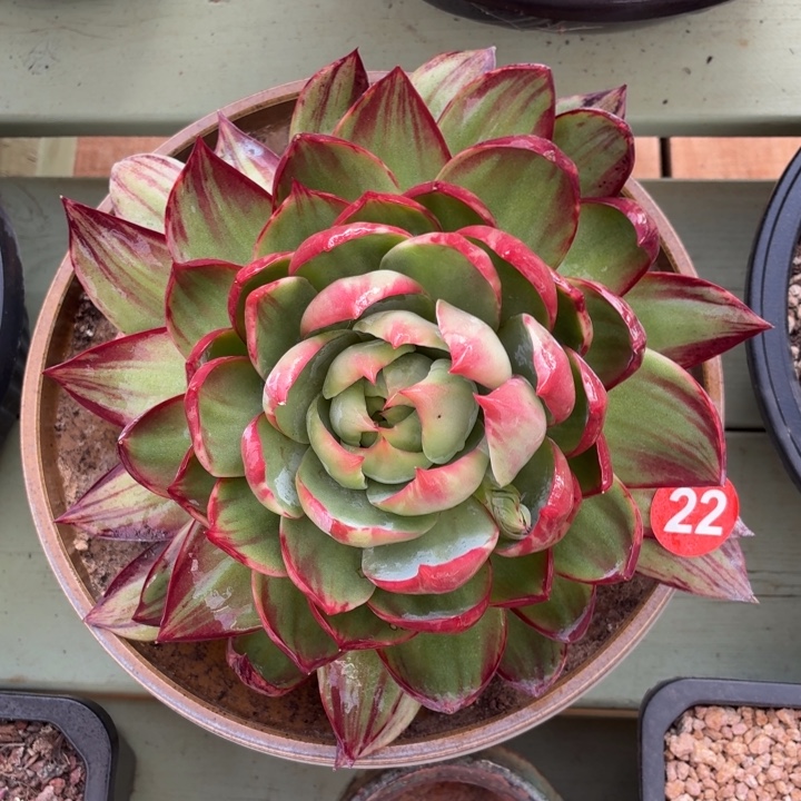 多肉植物 惊鸿仙子-4