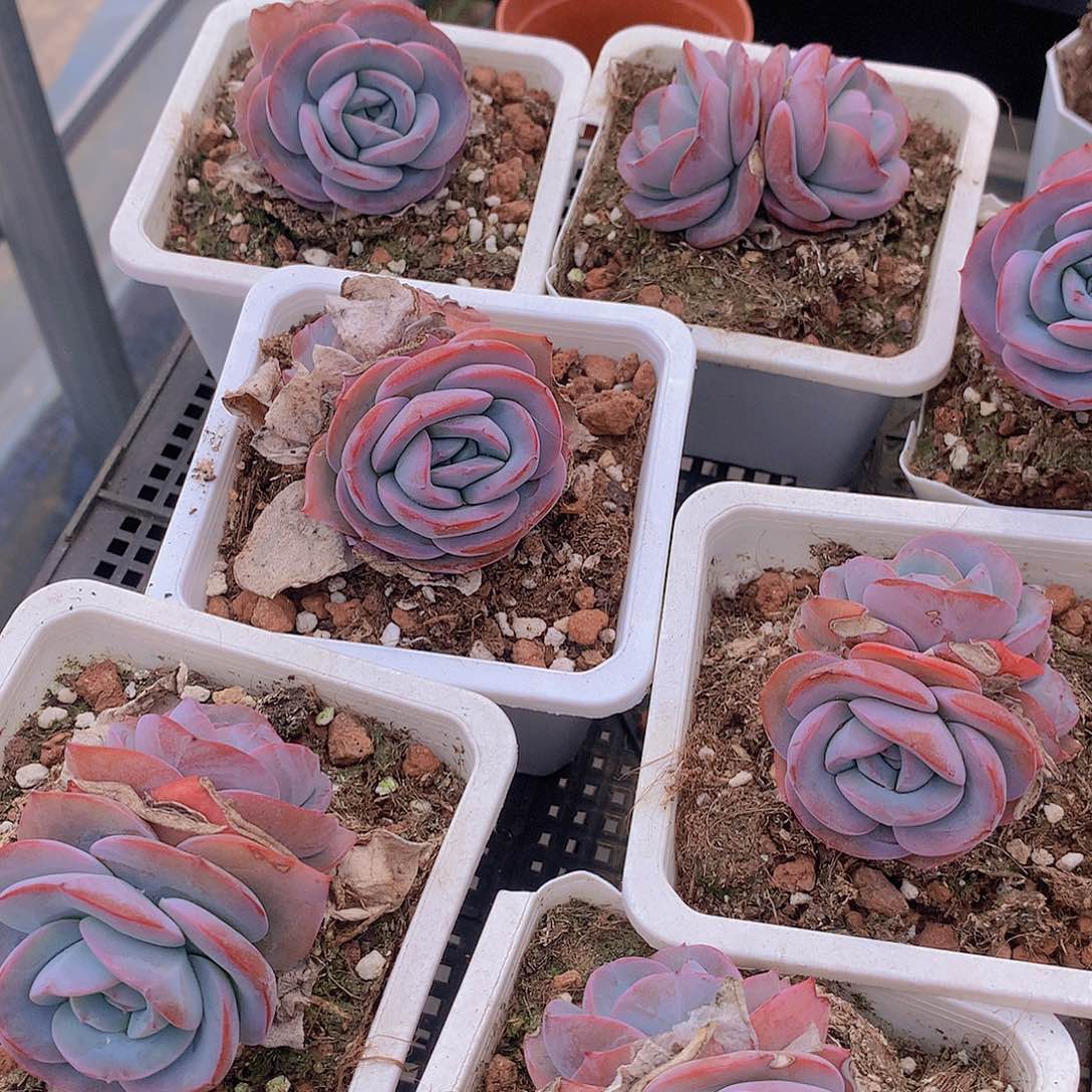 双头布鲁兰245677899000