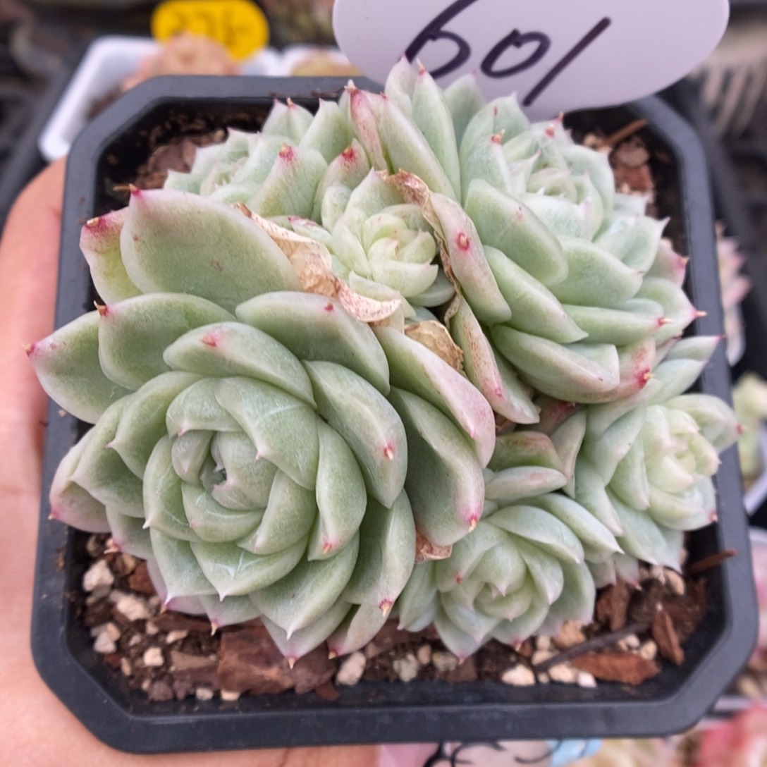 新品麦秆群生601号。