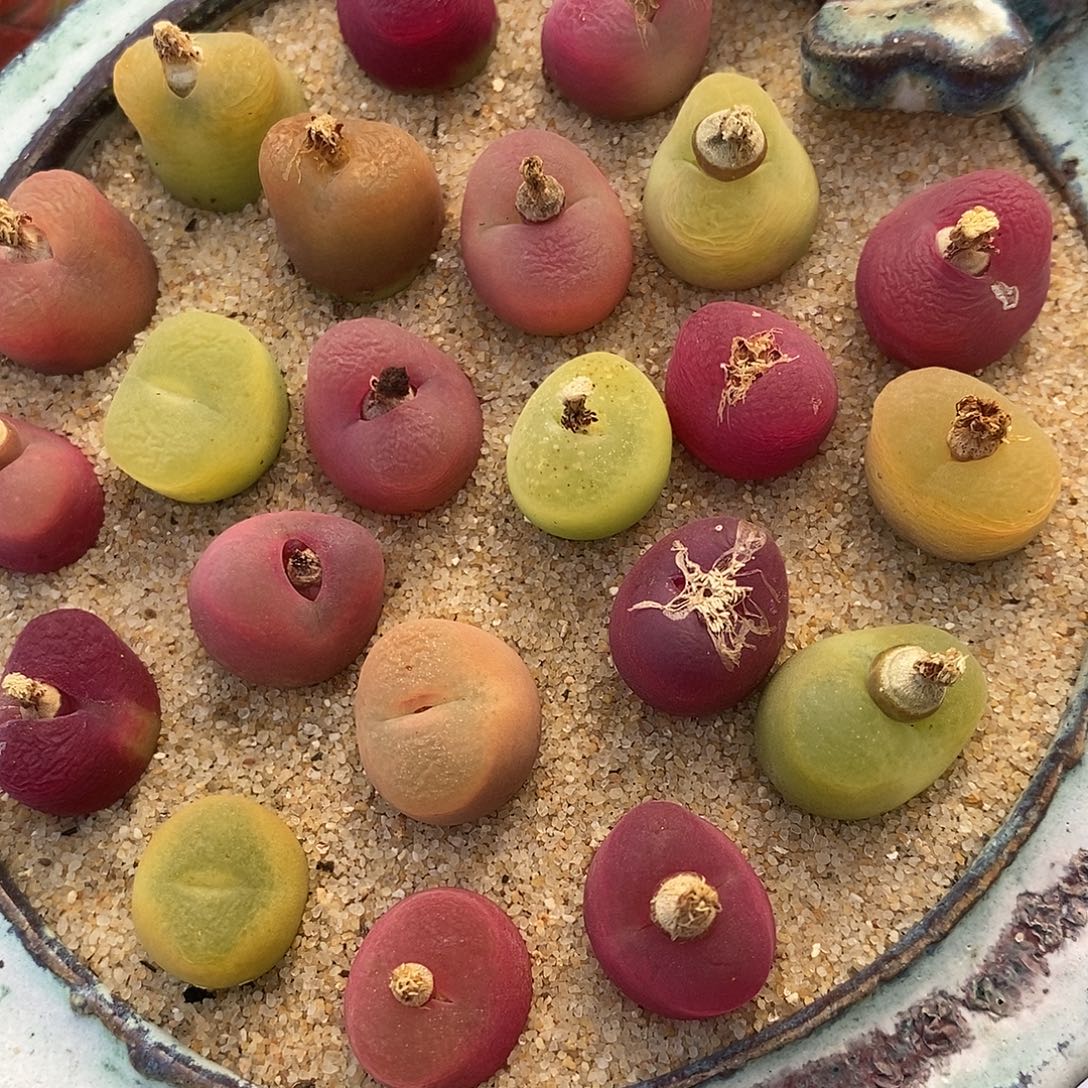 24107彩桃一组。       