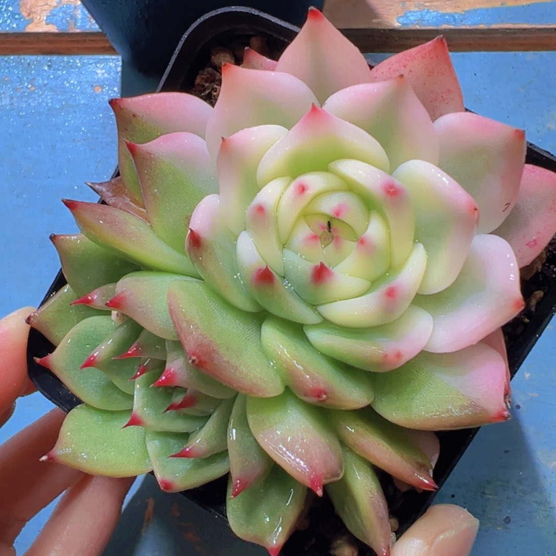 吉娃娃锦，宽覆轮锦