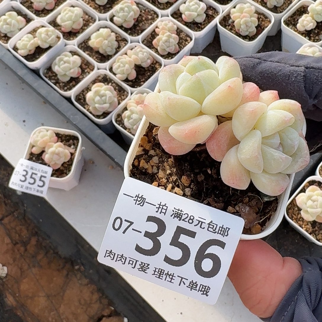 冰玉无盆土发货无