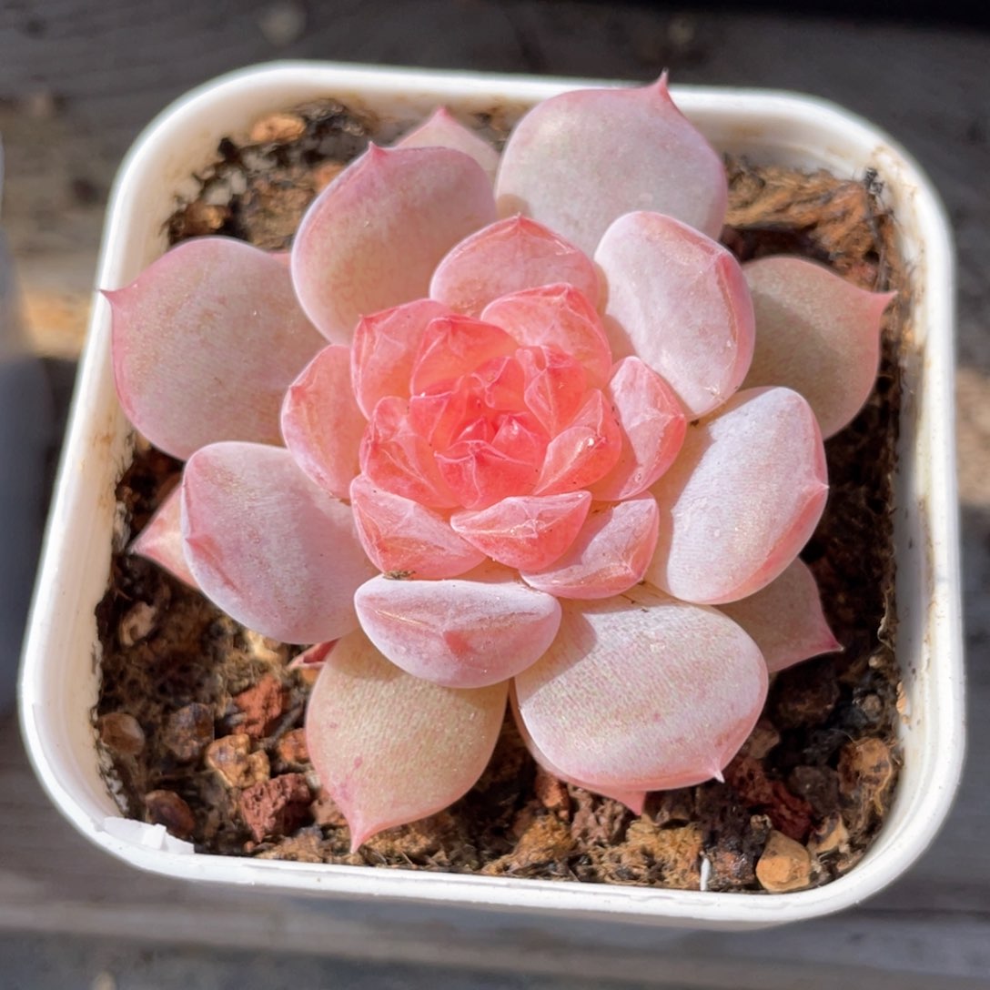 优选落日珍妮165