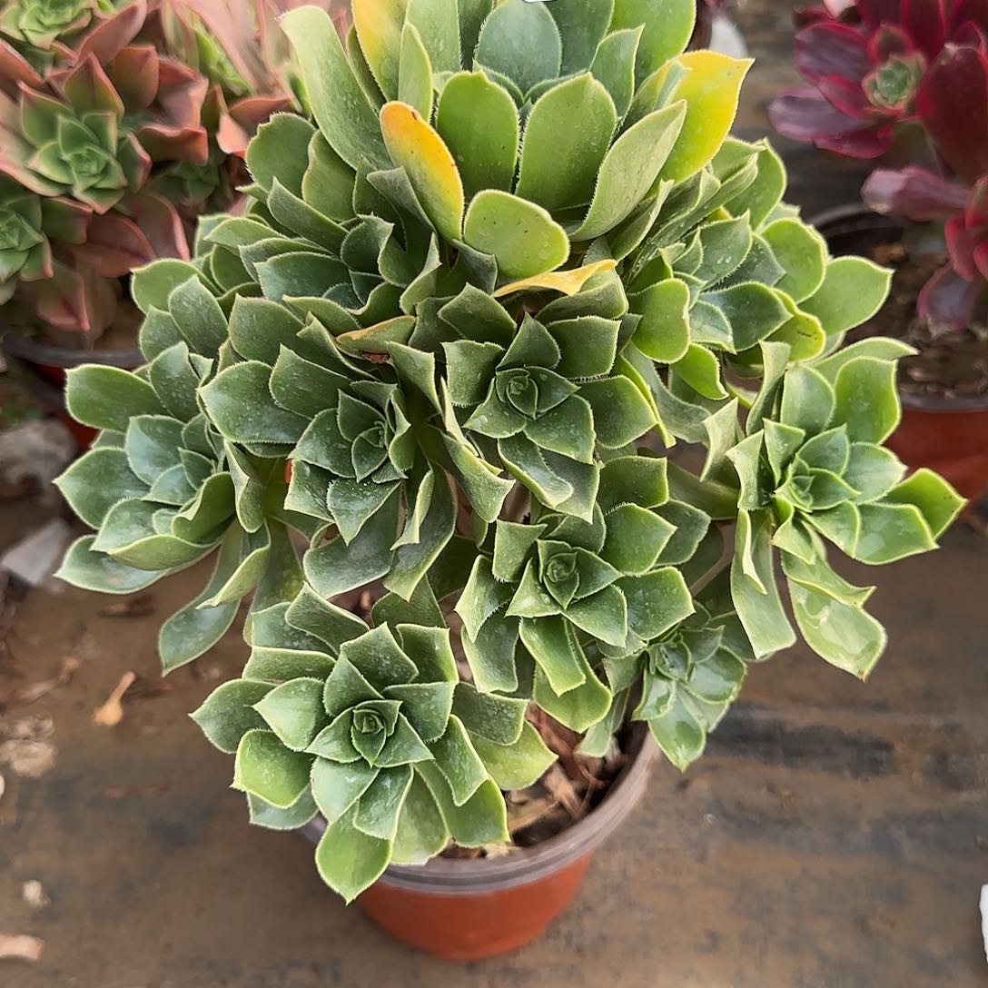 涵**?香腹多肉瑕疵513满28包邮断枝不包