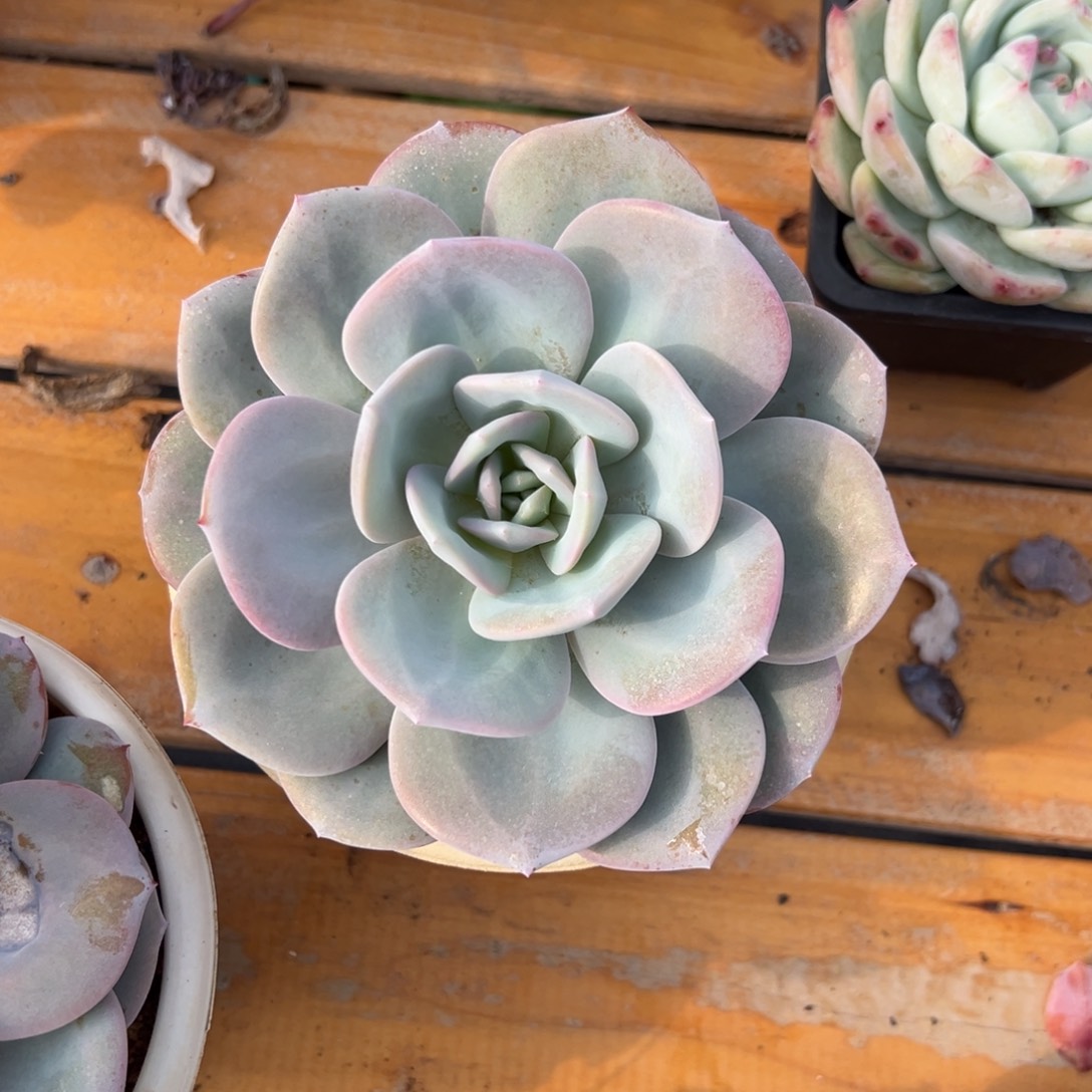 多肉单头韩版奶茶【非偏远满18包邮】