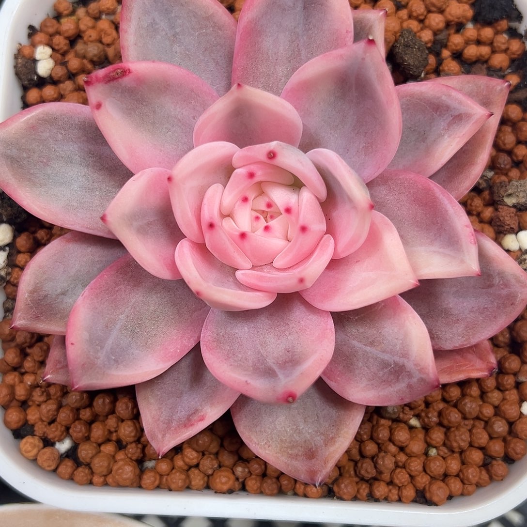 酒红香槟锦多肉植物