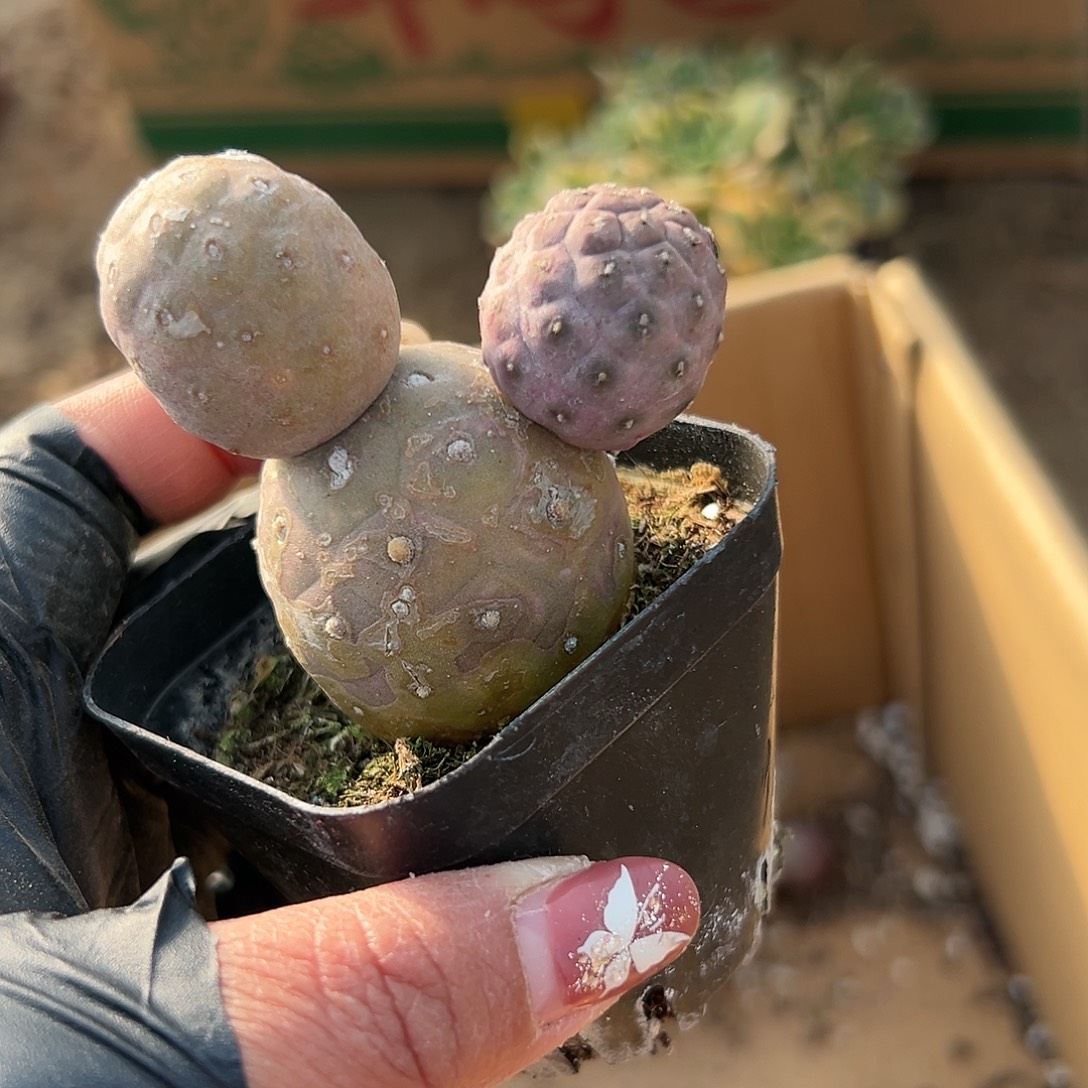 多肉植物习志野米奇