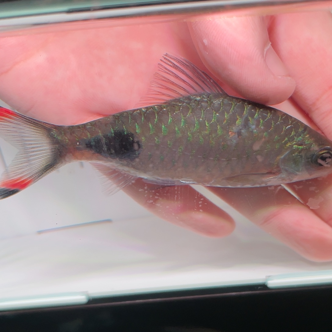 海水鱼紫红两点鲫8-10cm公