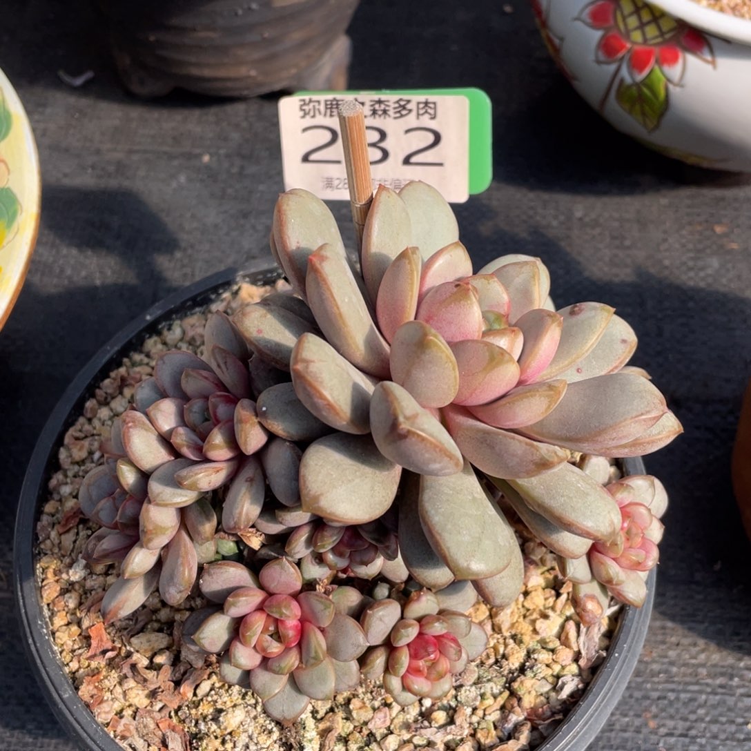 弥鹿之森多肉0232