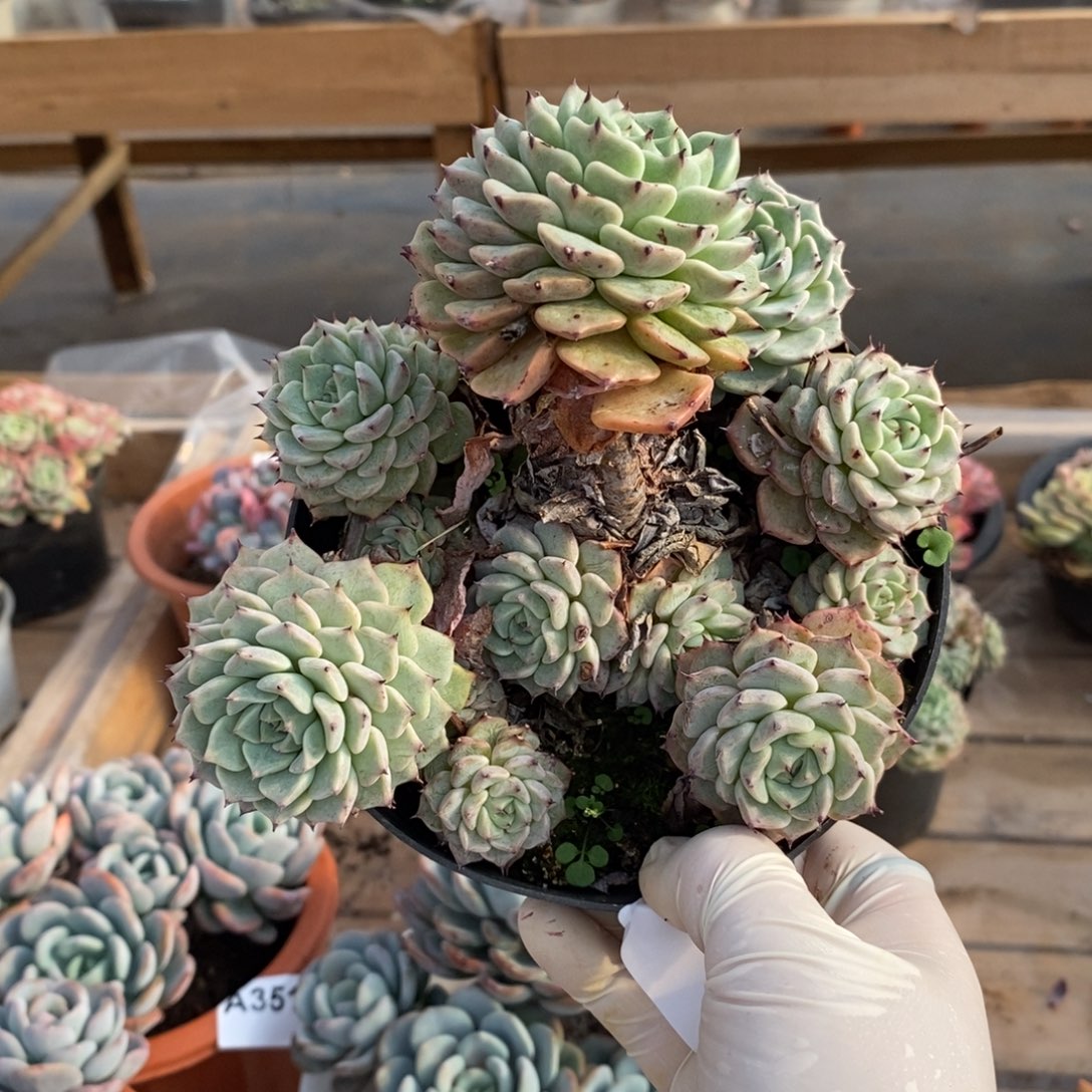 353裟罗姬牡丹一物一拍