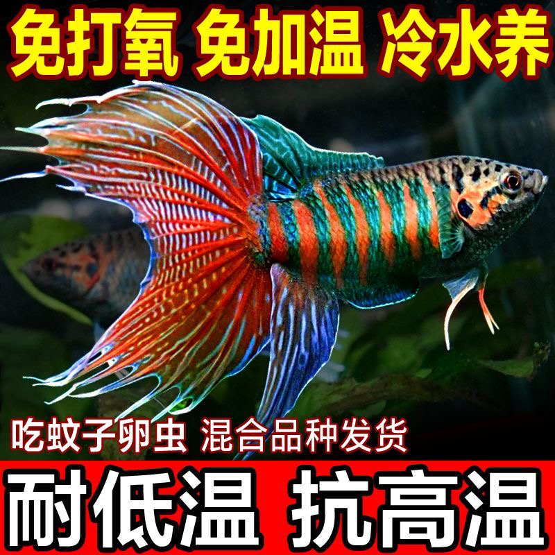 中国斗鱼淡水改良巨普澳火蓝叉黄金菩萨鱼花手巾免打氧观赏鱼冷水