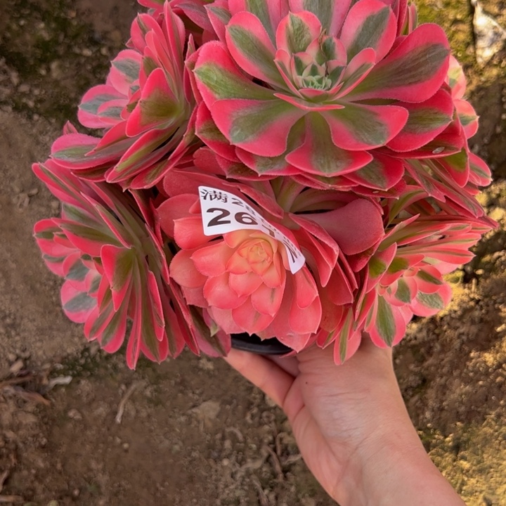 2612女巫多肉植物