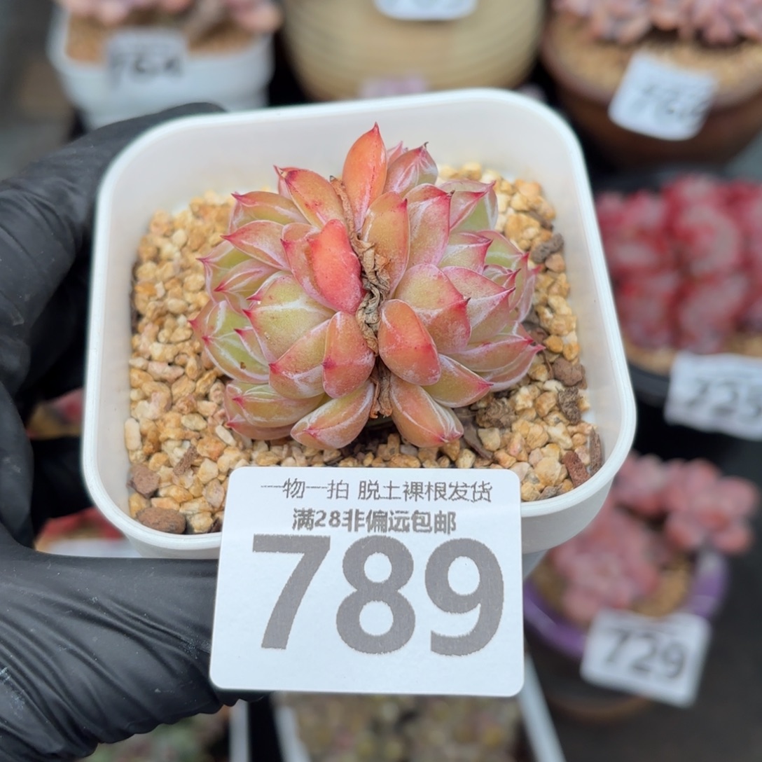 雪花珍妮双头无盆土发货