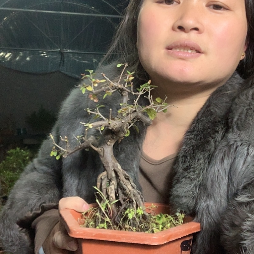 【闪购商品】完全开放雀梅 雀梅