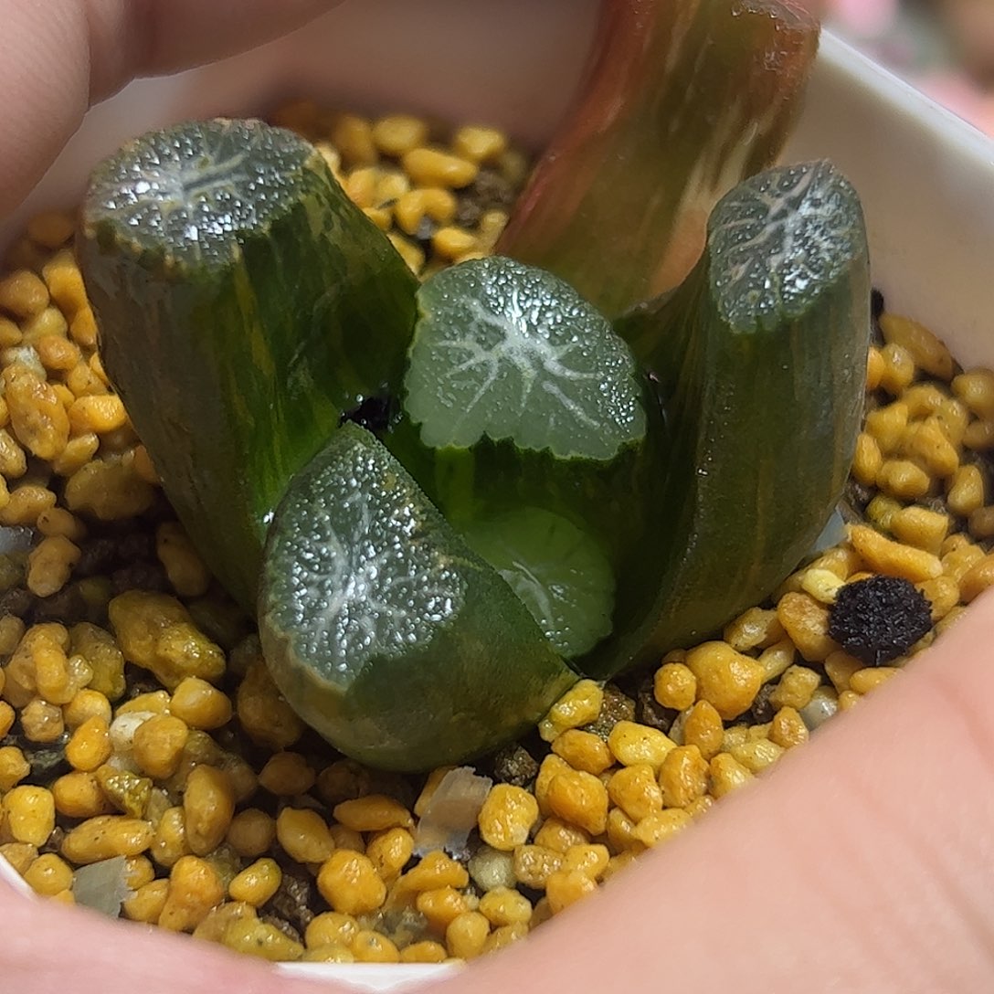 不死鸟杂雷尼十二卷