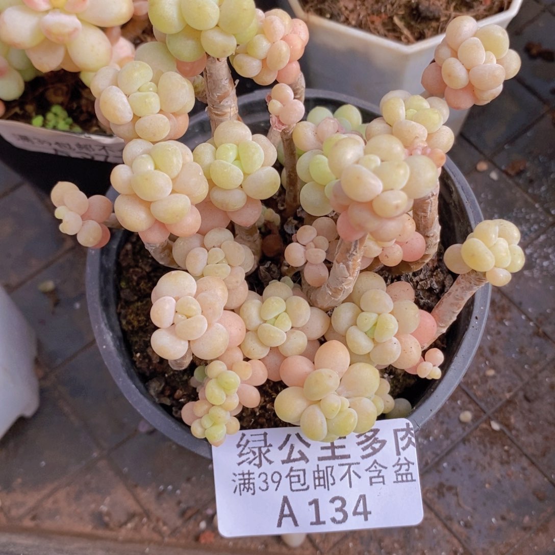 花朵鱼子酱老桩8cm134多肉植物