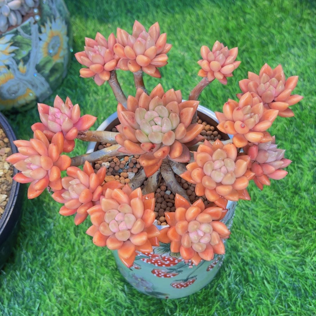 多肉植物保护研究所