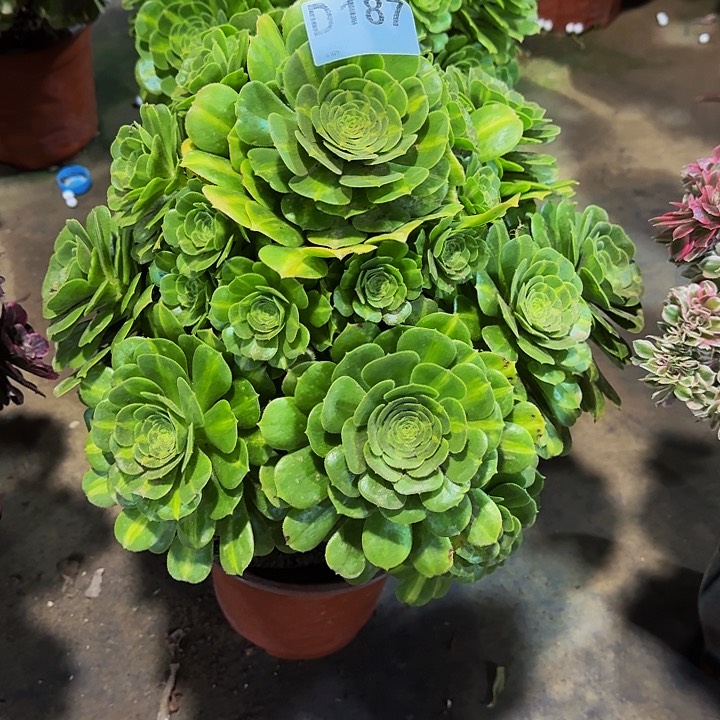 00000000000000000187翡翠