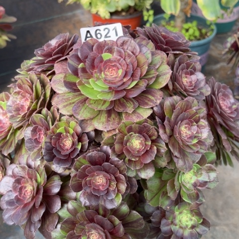 621花月夜32厘米左右